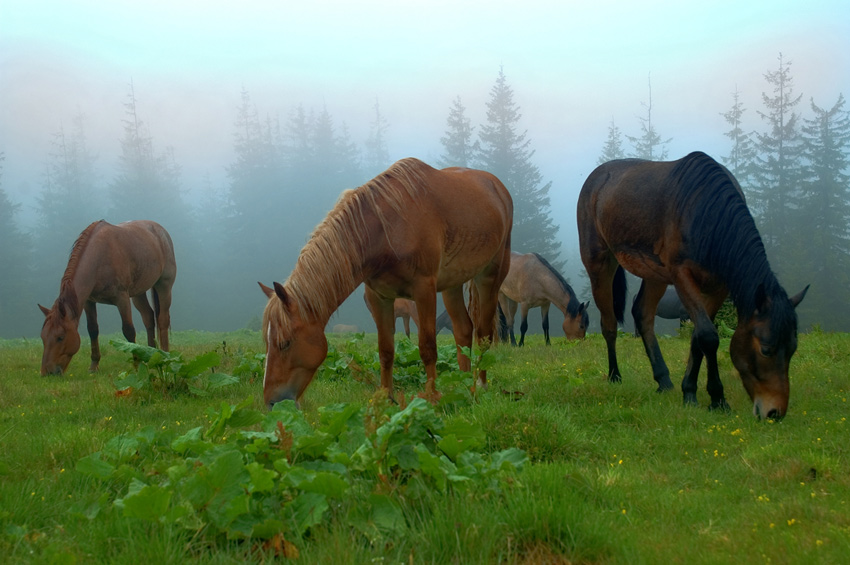 табун лошадей.jpg