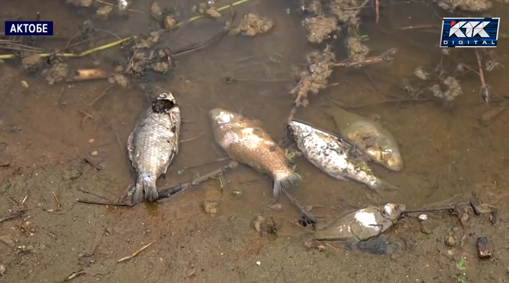 рыба.png рыба.png