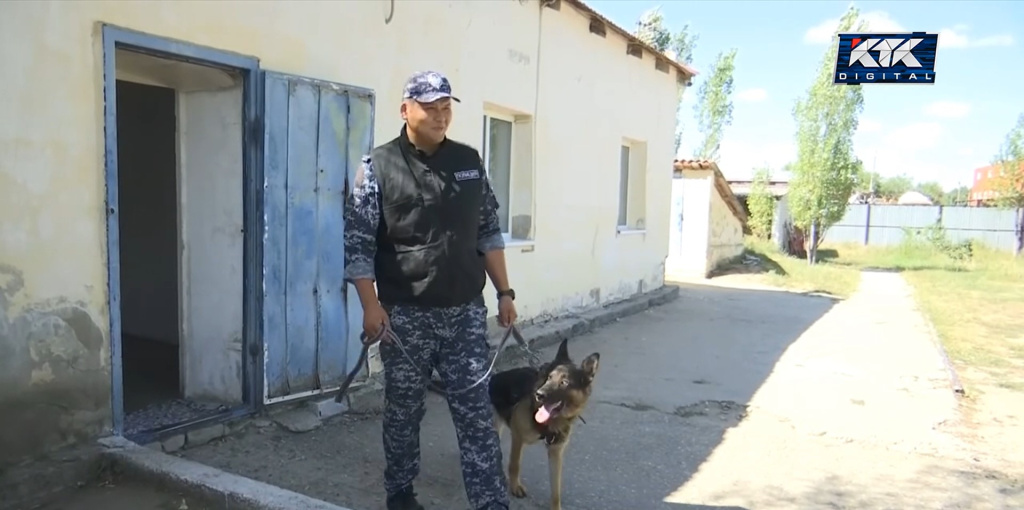 собаки.jpg