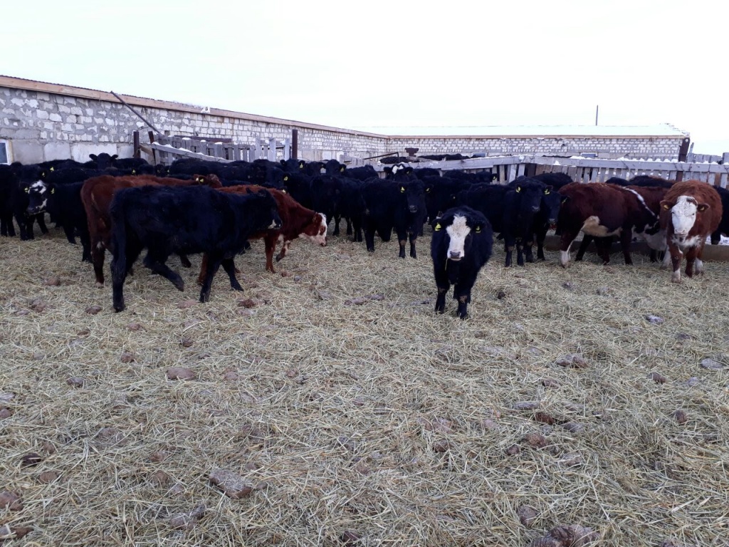 IMG-20170216-WA0002.jpg IMG-20170216-WA0002.jpg