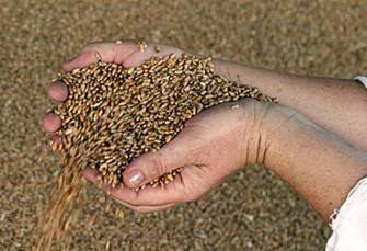 Задержаны трое мужчин, которых подозревают в краже 8 тонн пшеницы