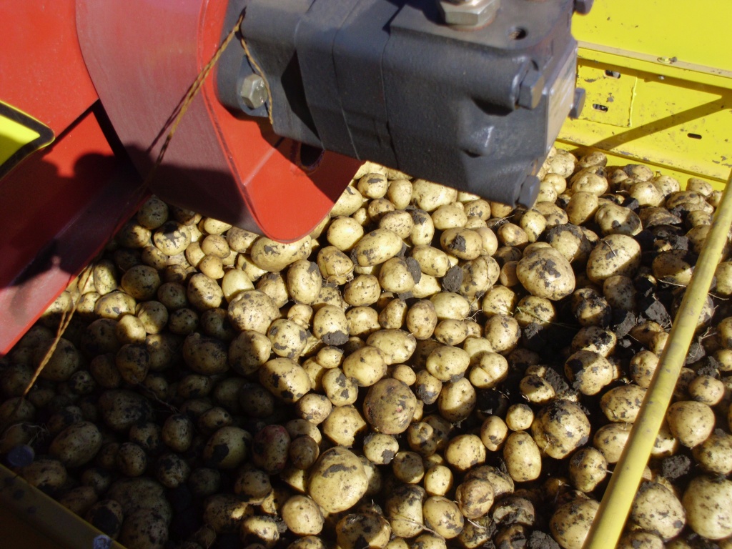 картофель.JPG